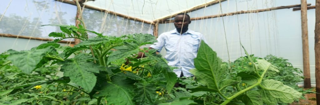 Greenhouse Farming in Kenya: Everything You Need to Know