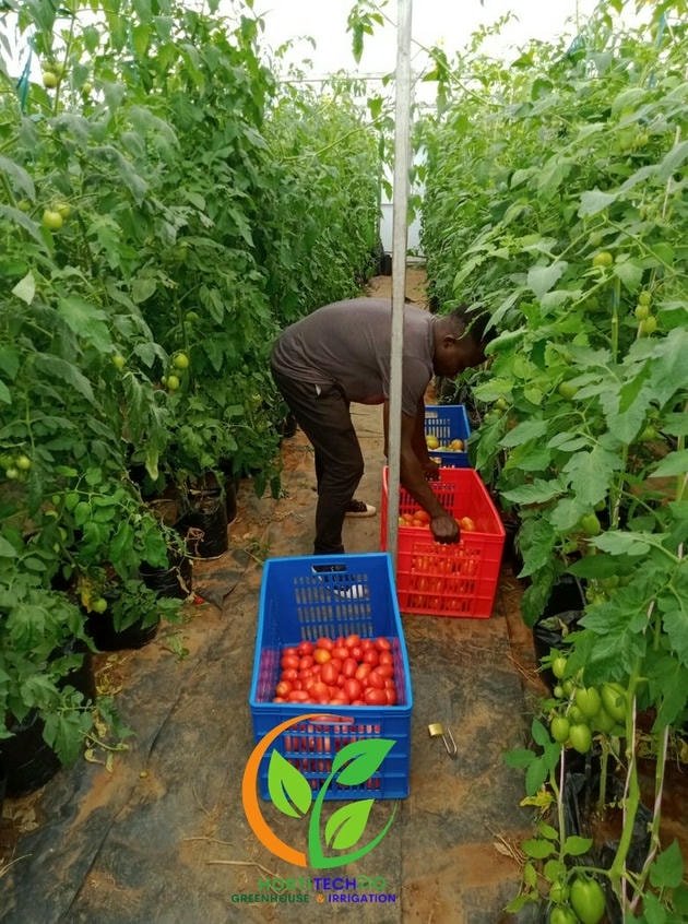 Greenhouse farmings crops